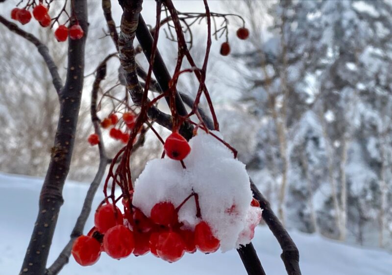 Hokkaido, Japan. Image © PlanetSKI